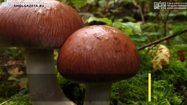 Цифра дня: Малоизвестные съедобные грибы