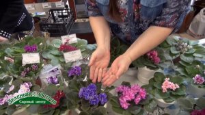 Выставка фиалок, стабильные выдающиеся сорта фиалок и новинки