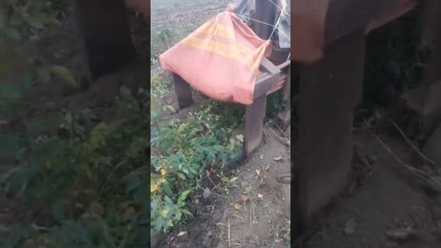 как выкопать саженцы.растения , кусты роз без лопаты просто и быстро часть 2 смотреть онлайн