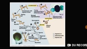 SIKLUS HIDUP JAMUR LENGKAP ZYGOMYCOTA,ASCOMYCOTA,BASIDIOMYCOTA