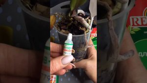 Таблетка для орхидеи от фузариоза. Что происходит спустя 4 недели.
