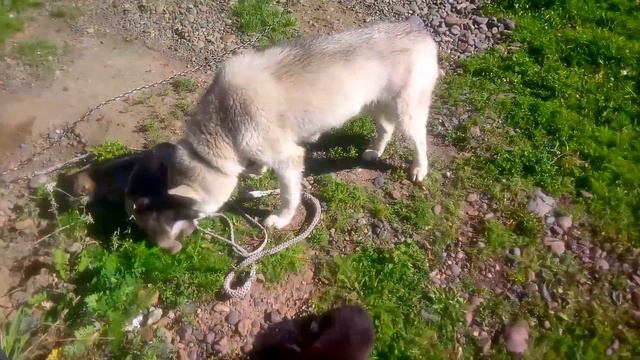 Щенки ХАСКИ смотреть онлайн