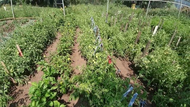 240717-18 Оренбург Галина дача