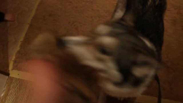 Восточно Сибирская Лайка "ВСЛ" 1-год смотреть онлайн