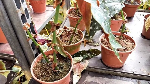Cane Begonia Maculata Wrightii : How to Grow & Care with Special Tips & Hacks Revealed смотреть онлайн