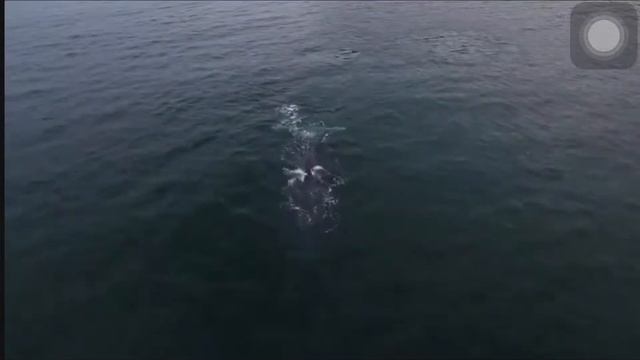 Удивительный кит. #2всёобовсём смотреть онлайн