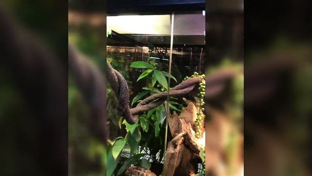 Заглянули в зоомагазин экзотики Пантерик.Рептилии.Reptil.reptiles.Dos,Amstaff