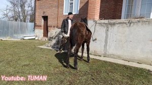 Измерили рост в Холке. Обучение жеребенка.