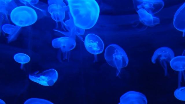 Relaxing Sleep Music: Ocean Waves,Relaxing Music, Sleeping Music/музыка для сна,звук моря,волна смотреть онлайн