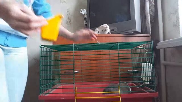 Обзор клетки и морской свинки??? смотреть онлайн