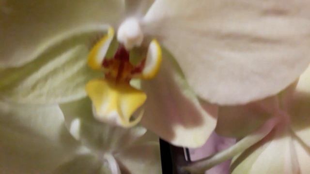 Мои новинки,первый полив с микоризой смотреть онлайн