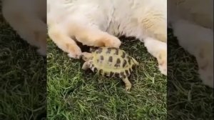 Смешные животные приколы с животными ржака до слез угар.mp4