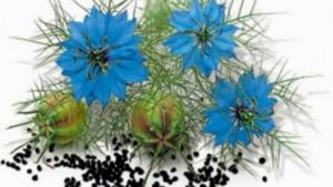 ЧЕРНЫЙ ТМИН ЕГО ПОЛЬЗА И ВРЕД ДЛЯ ЧЕЛОВЕКА