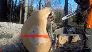 Holzmachen | Stihl MS 462 | 80cm Buche