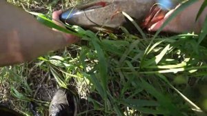 6Самая большая в мире пойманная Рыба # Белуга осётр 1490 кг (720p)