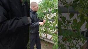Гидропоника своими руками NFT