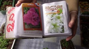 Красивые Цветы Однолетники  Мой выбор на 2019 г Рассада Однолетников