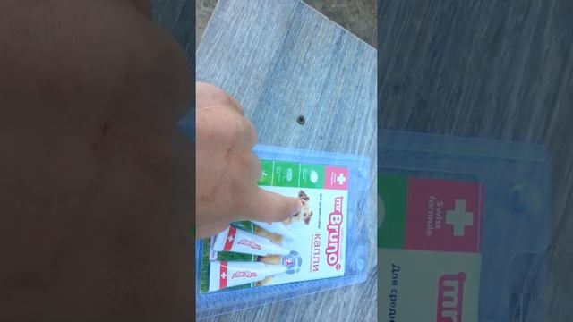 Седьмой месяц щенка хаски в доме. Капли Mr Bruno. смотреть онлайн