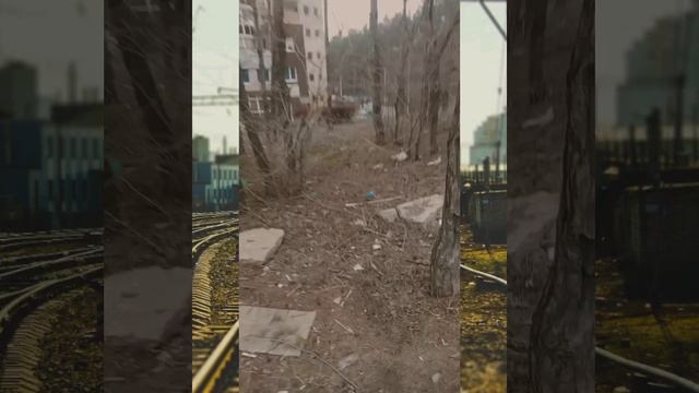 Воронеж: свинарник около жилых домов при входе в Северный лес со стороны Бульвара Победы! ?
