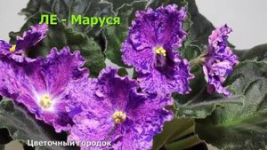 Обзор сорта ЛЕ   Маруся