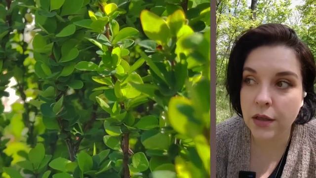 №37 Начала сумку из рафии, новый ягненок, скульптор от Shik, рубины и наши украшения с ними смотреть онлайн