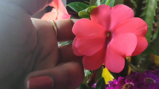 How to take care of Cinereria || Pretty Garden смотреть онлайн