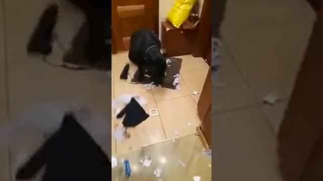 собака виновака