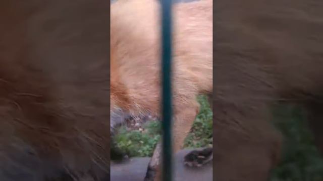 Кусачая лиса смотреть онлайн