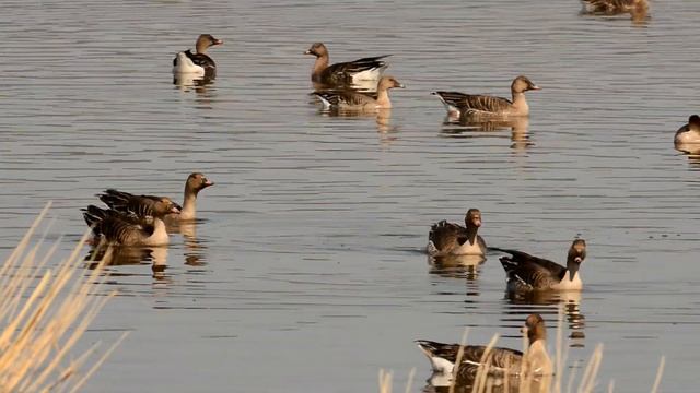 Гуси летят на днёвку  дикие гуси