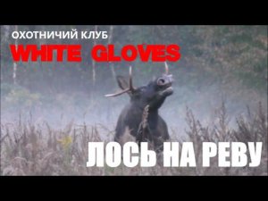 ЛОСЬ НА РЕВУ  и НОВЫЙ ОХОТНИЧИЙ КЛУБ.