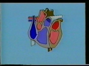 Кровообращение. Система кровообращения