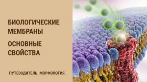 Основные свойства мембран