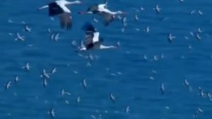 Оторвите меня от земли, журавли