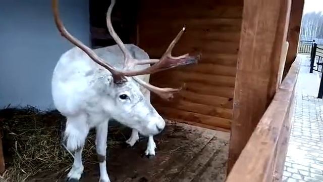 Северный олень красуется перед камерой I8(916)702-11-08 Москва смотреть онлайн