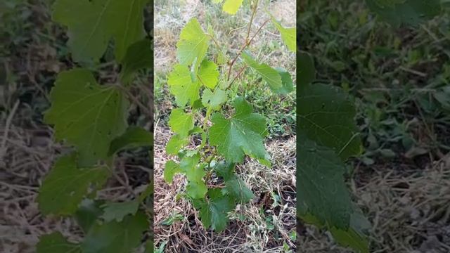 Красностоп золотовский со старозолотовки привезен. молодой саженец этого года.