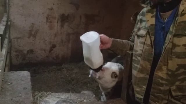 Выпаивание теленка из бутылки с соской. смотреть онлайн