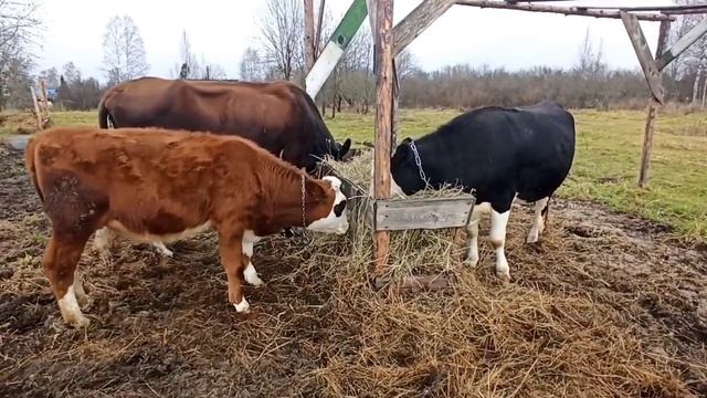 Коровы не приняли Бычка/Прорвали электропастух ? Цена МОЛОКА/Относительно дорого/ смотреть онлайн