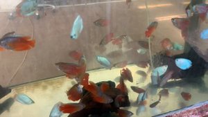 Лялиус. Яркая аквариумная рыбка.