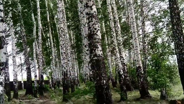 Прогулка по берёзовой роще смотреть онлайн