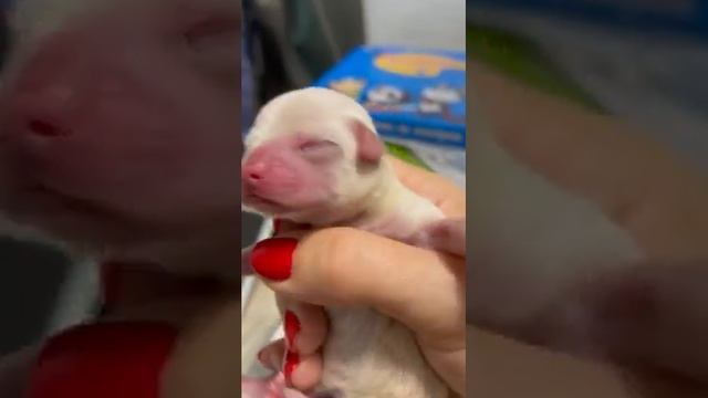 новорожденный щенок чихуахуа мальчик,роды собаки, питомник собак Кастропуло Крым Симферополь смотреть онлайн