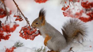 Диктант 4 класс Редкая гостья