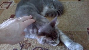 Котёнок поносит и рыгает, что делать!