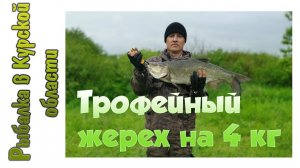 Трофейный жерех на 4 кг, Gad PinPoint 722L не сплоховал!