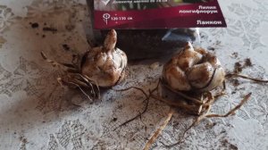 Растения из посылки