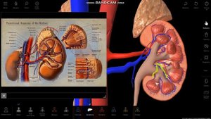 Кровоснабжение почки