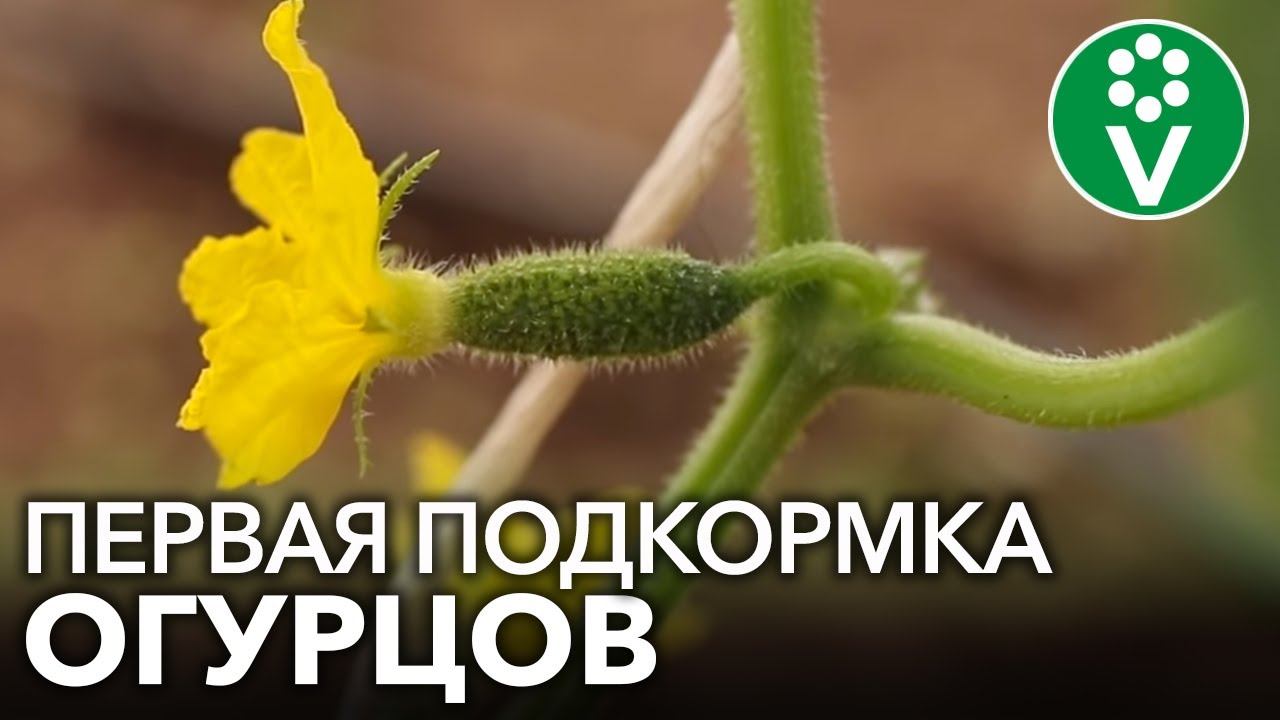 ДРОЖЖИ МЁД И АЛОЭ ДЛЯ РАЗВИТИЯ И РОСТА ОГУРЦОВ. Проводим ПЕРВУЮ ПОДКОРМКУ в теплице