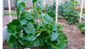 Базелла заморский гость Выращивание из семян Уход в домашних условиях и открытом грунте