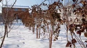 Ежевика Тройная Корона зимой