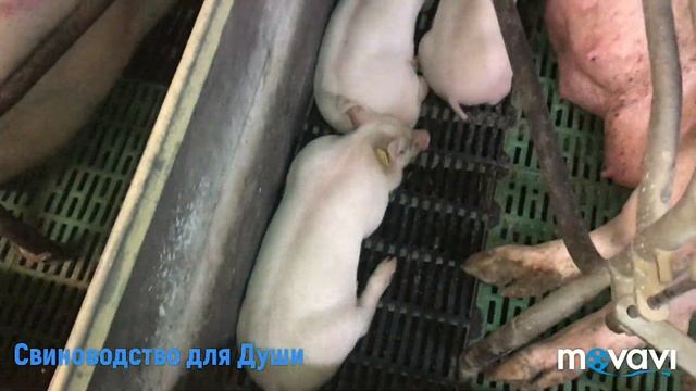 Свиноматки долгожители!сколько раз осеменяем свиноматок!