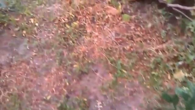 Голубика - прирост за год. смотреть онлайн